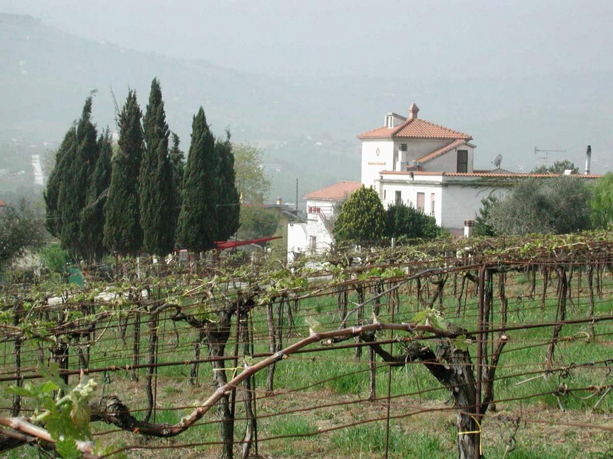 Pier Delle Vigne B&B Pineto Exterior photo